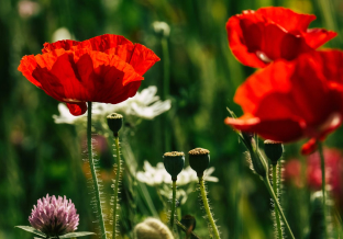 April 2026: Auf geht‘s in den Frühling! Wo der Widder uns beflügeln wird